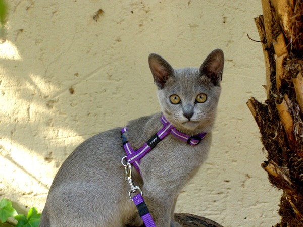 Rogz AlleyCat Cat Harness And Leash Set Small