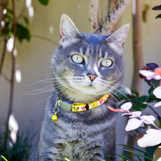 Rogz Reflectocat Reflective Breakaway Cat Collar Small