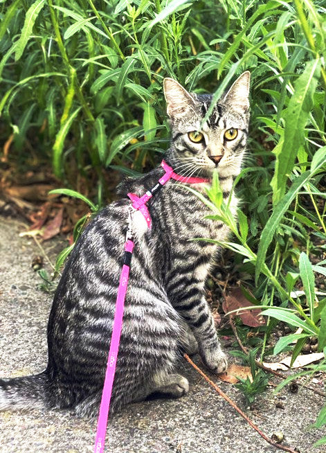 Rogz KiddyCat Cat Harness And Lead Set